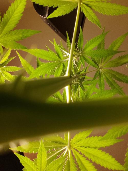 SUNSET SHERBET GO FAST. Week 7
