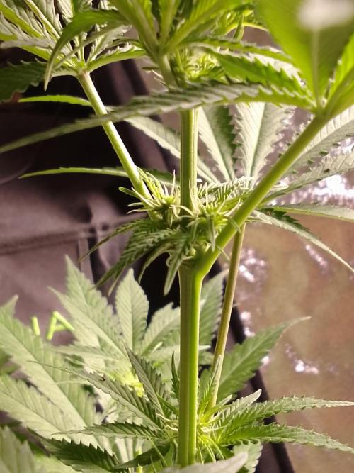 SUNSET SHERBET GO FAST. Week 7
