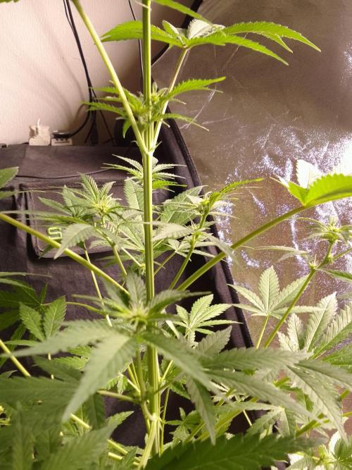 SUNSET SHERBET GO FAST. Week 7