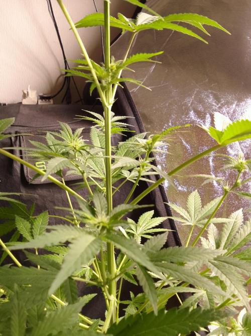 SUNSET SHERBET GO FAST. Week 7