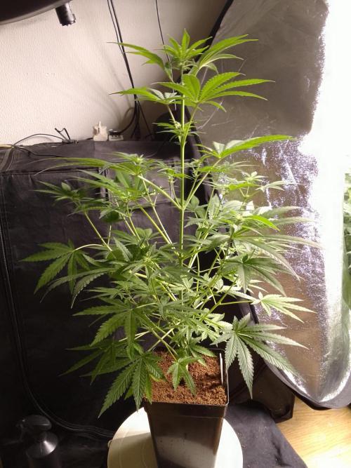 SUNSET SHERBET GO FAST. Week 7