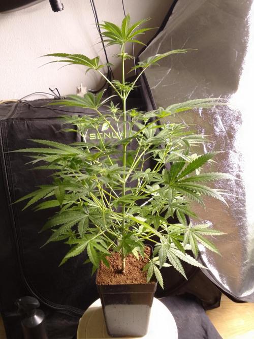 SUNSET SHERBET GO FAST. Week 7