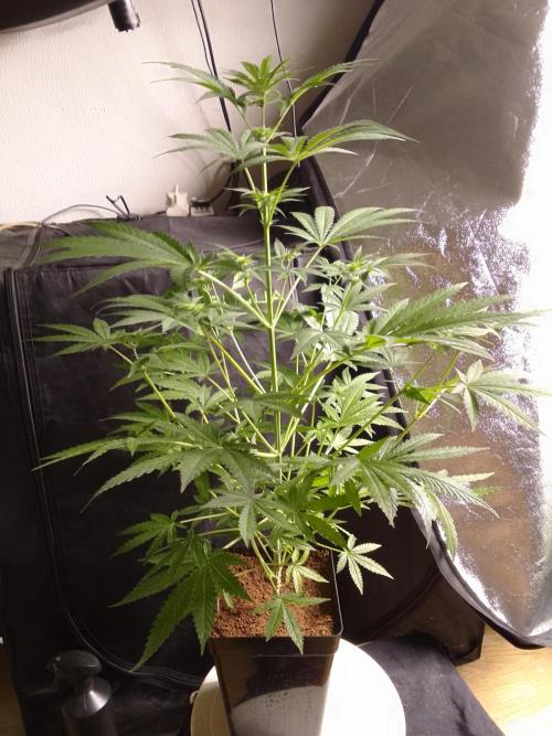 SUNSET SHERBET GO FAST. Week 7