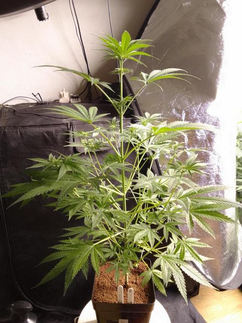 SUNSET SHERBET GO FAST. Week 7