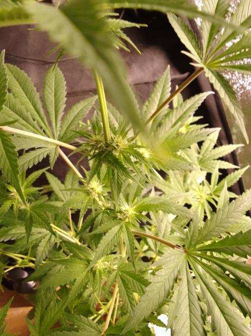 SUNSET SHERBET GO FAST. Week 7