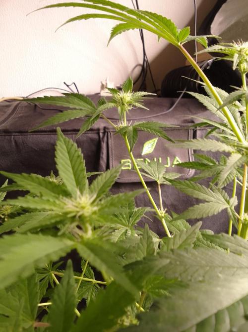 SUNSET SHERBET GO FAST. Week 7