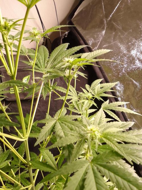 SUNSET SHERBET GO FAST. Week 7