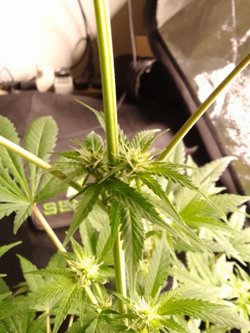 SUNSET SHERBET GO FAST. Week 7