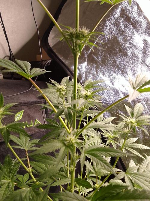 SUNSET SHERBET GO FAST. Week 7