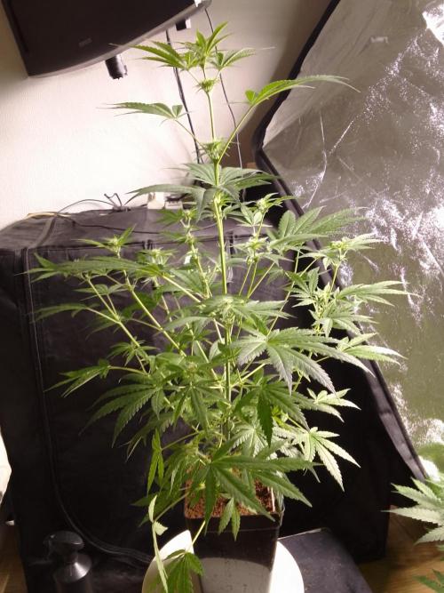 SUNSET SHERBET GO FAST. Week 7