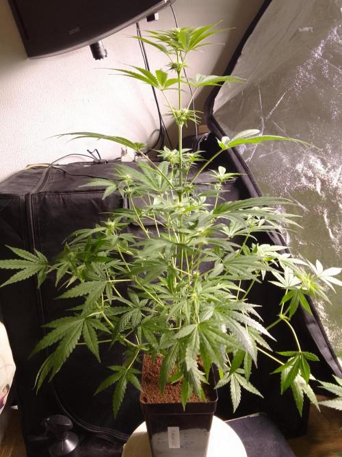 SUNSET SHERBET GO FAST. Week 7