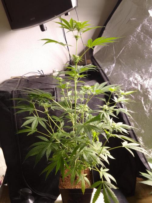 SUNSET SHERBET GO FAST. Week 7