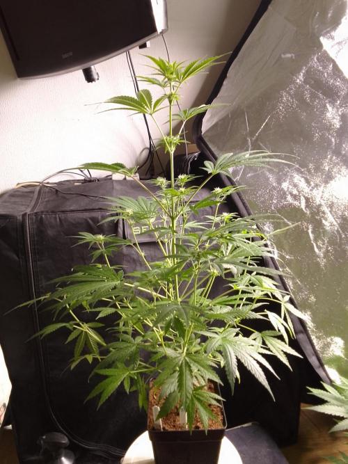 SUNSET SHERBET GO FAST. Week 7