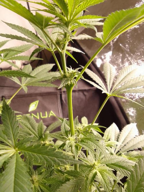 SUNSET SHERBET GO FAST. Week 7