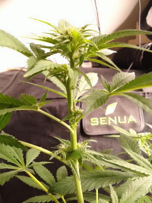 SUNSET SHERBET GO FAST. Week 7