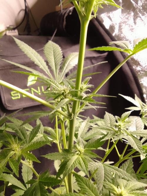 SUNSET SHERBET GO FAST. Week 7