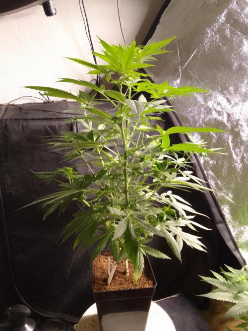 SUNSET SHERBET GO FAST. Week 7