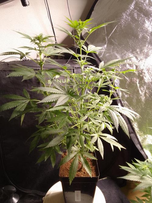 SUNSET SHERBET GO FAST. Week 7