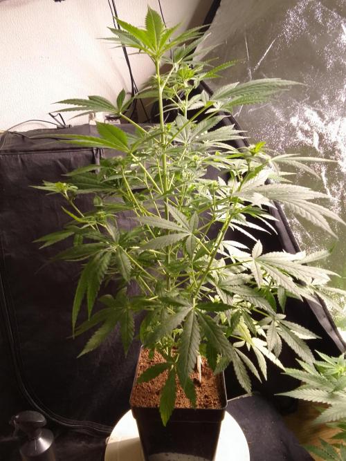 SUNSET SHERBET GO FAST. Week 7