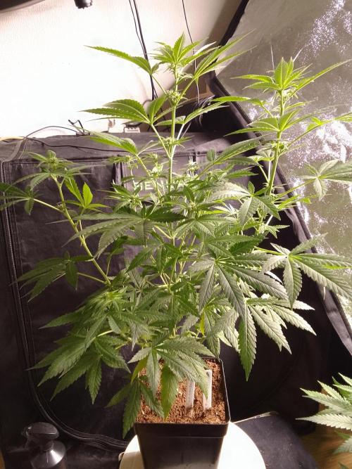 SUNSET SHERBET GO FAST. Week 7