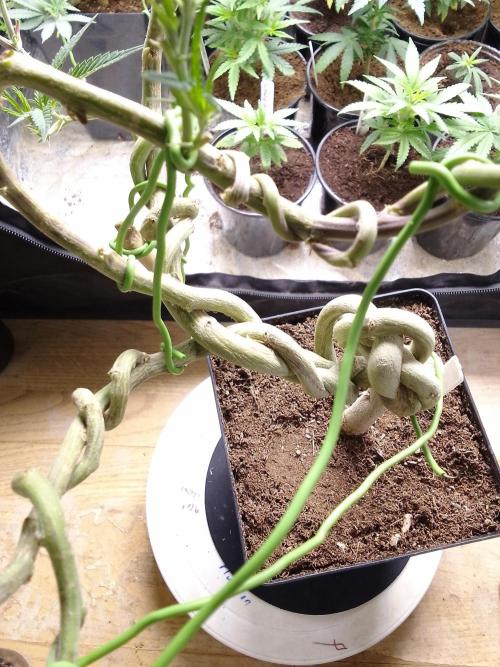 Celtic Bluecookies. Week 11