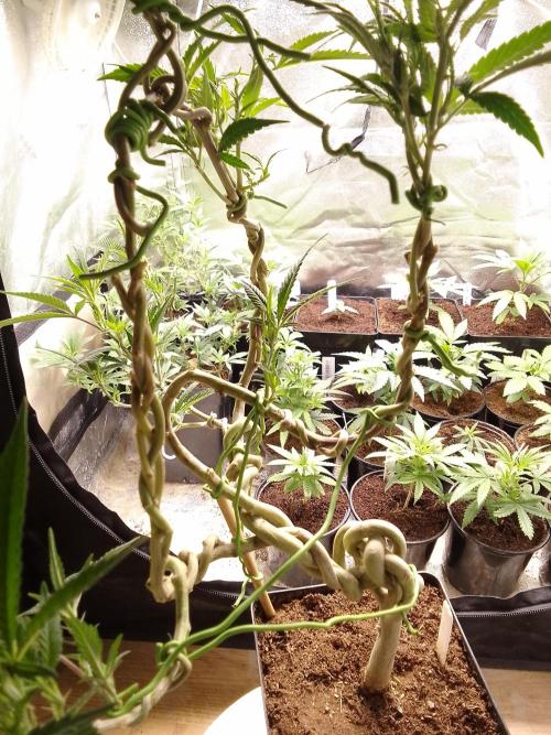Celtic Bluecookies. Week 11