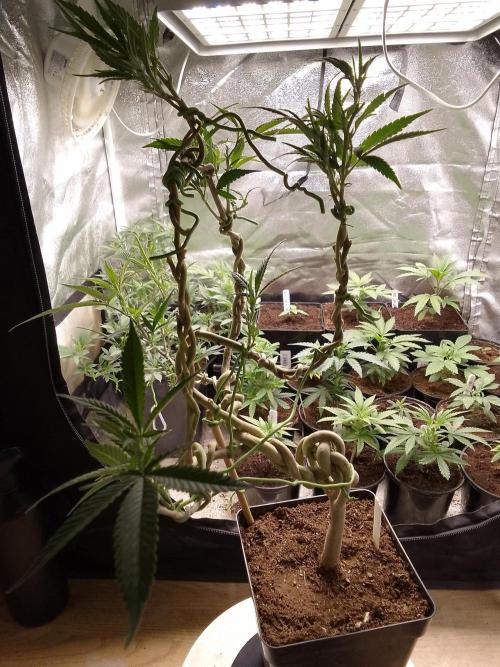 Celtic Bluecookies. Week 11