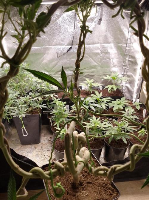 Celtic Bluecookies. Week 11