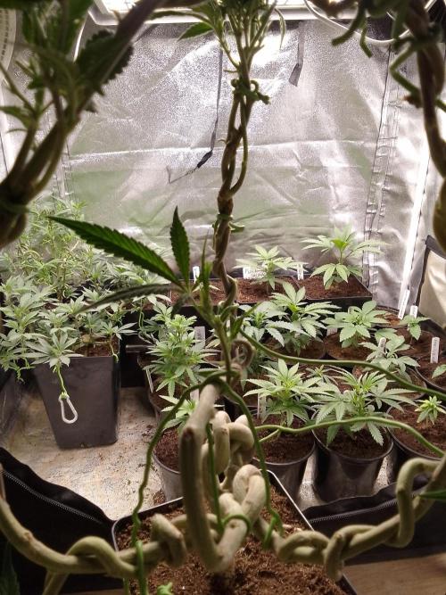 Celtic Bluecookies. Week 11