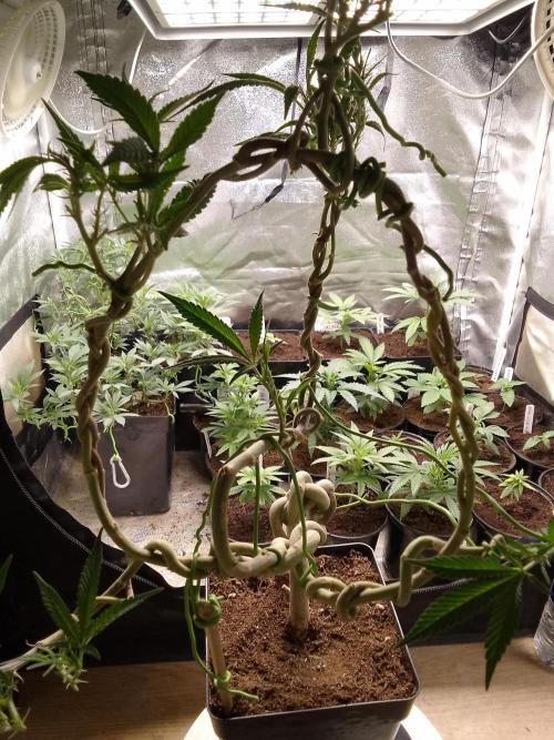 Celtic Bluecookies. Week 11