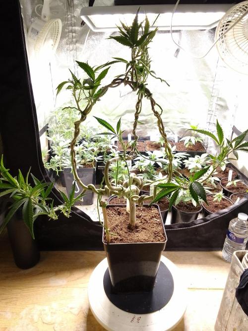 Celtic Bluecookies. Week 11