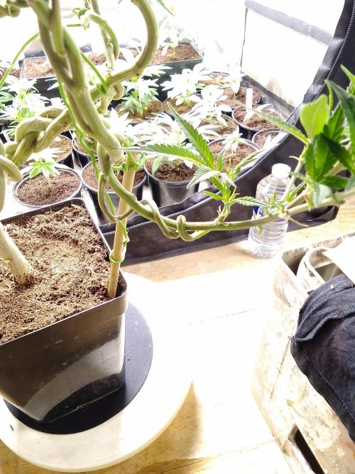 Celtic Bluecookies. Week 11