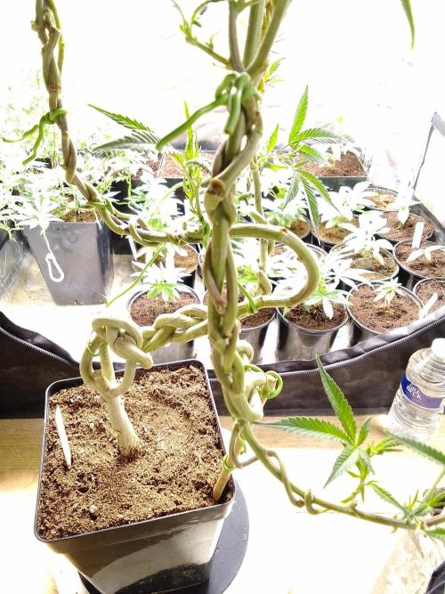 Celtic Bluecookies. Week 11