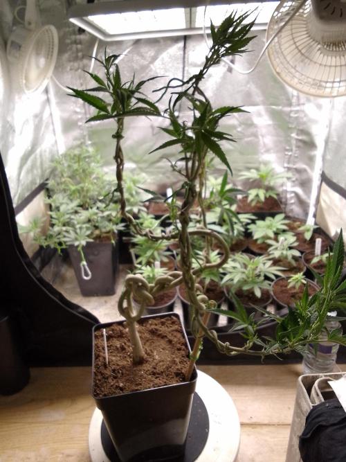 Celtic Bluecookies. Week 11