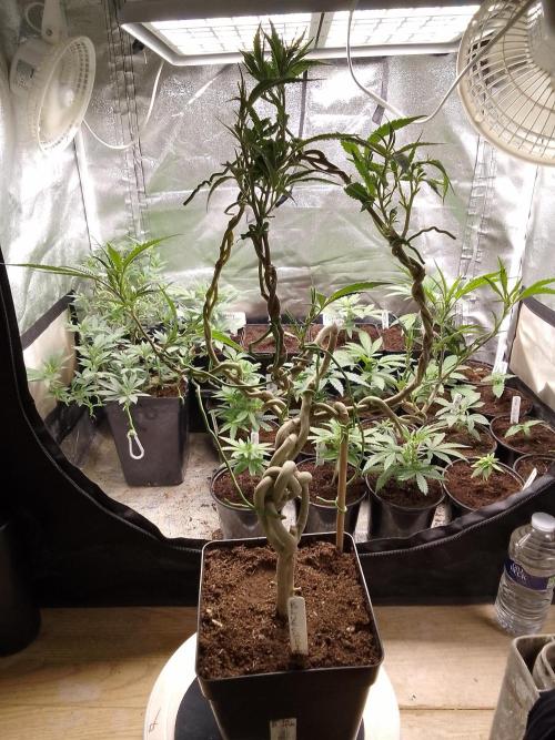 Blue cookies . Week 11