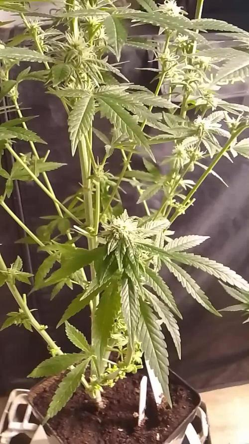 SUNSET SHERBET GO FAST