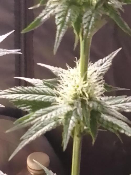 SUNSET SHERBET GO FAST. Week 8