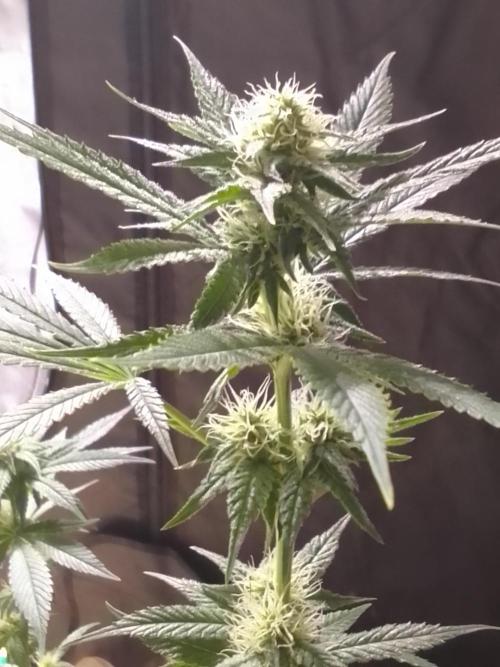 SUNSET SHERBET GO FAST. Week 8