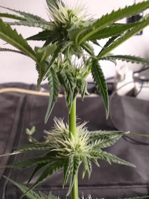 SUNSET SHERBET GO FAST. Week 8
