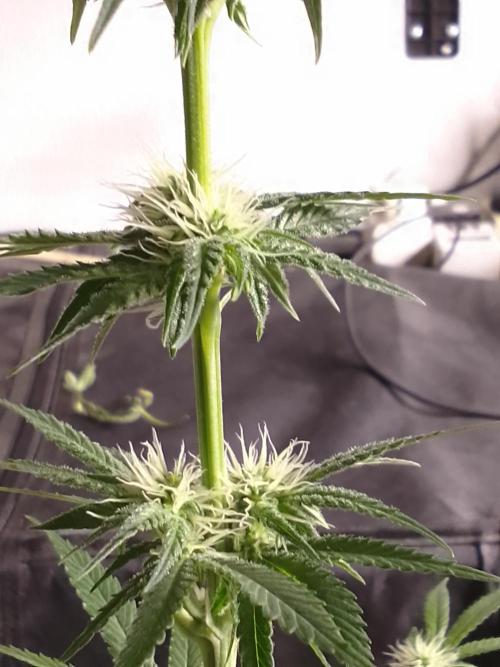 SUNSET SHERBET GO FAST. Week 8