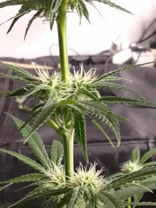 SUNSET SHERBET GO FAST. Week 8