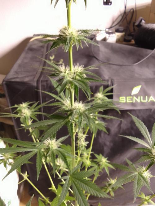 SUNSET SHERBET GO FAST. Week 8