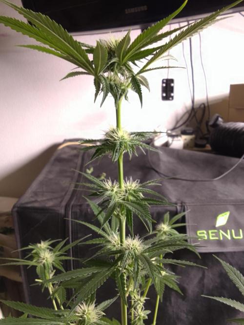 SUNSET SHERBET GO FAST. Week 8