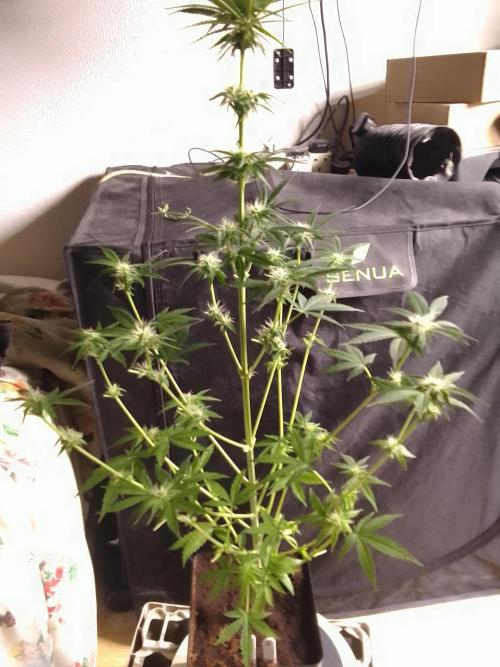 SUNSET SHERBET GO FAST. Week 8