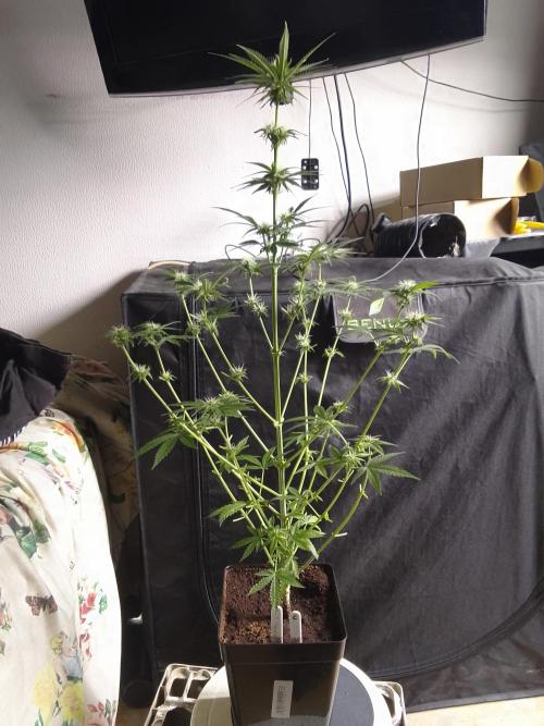 SUNSET SHERBET GO FAST. Week 8