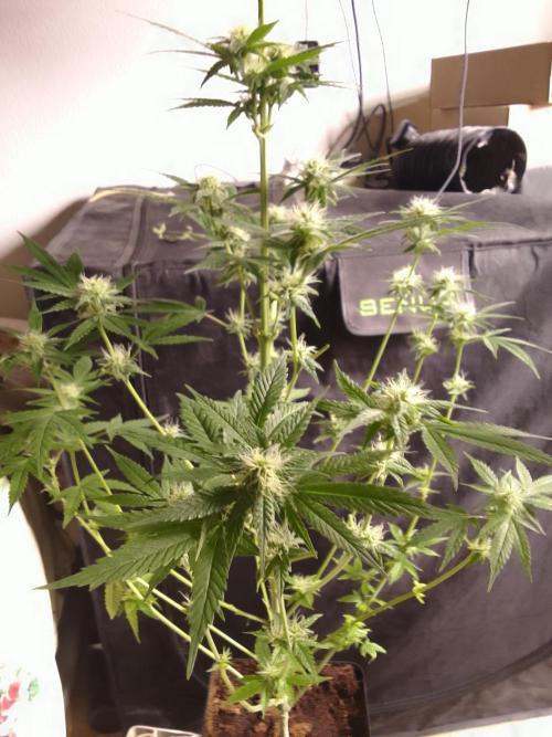 SUNSET SHERBET GO FAST. Week 8
