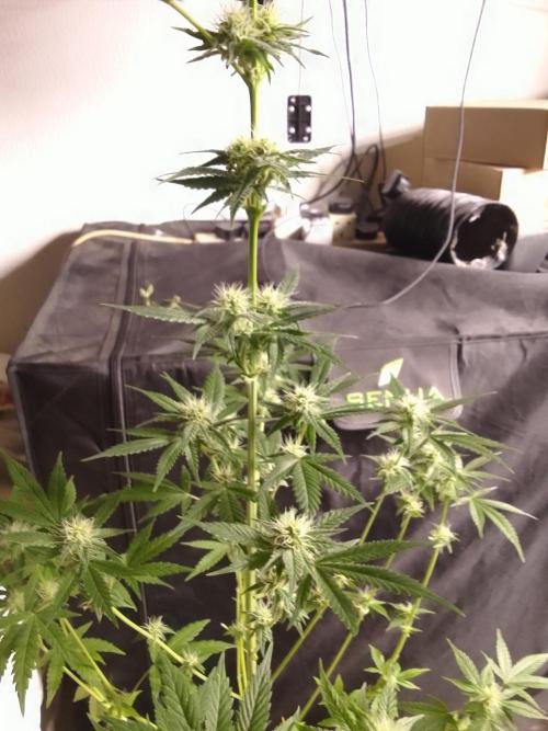 SUNSET SHERBET GO FAST. Week 8