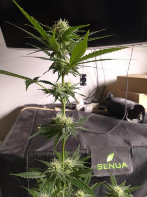 SUNSET SHERBET GO FAST. Week 8