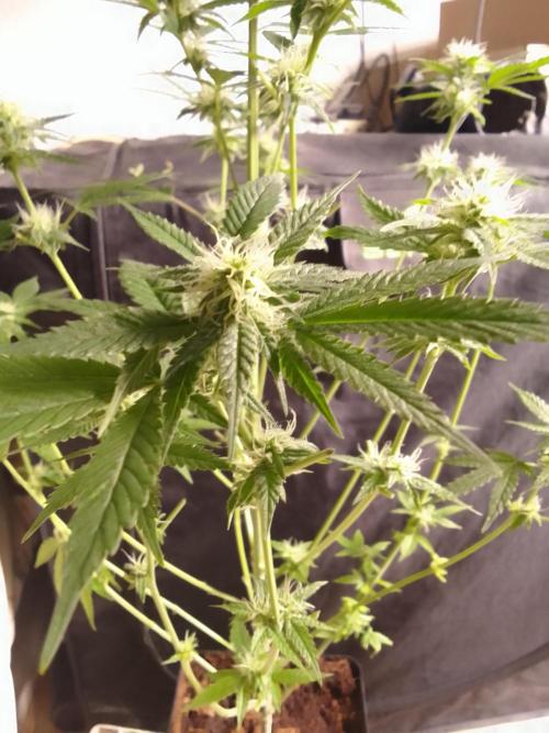 SUNSET SHERBET GO FAST. Week 8