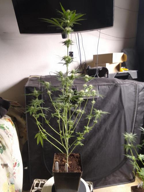 SUNSET SHERBET GO FAST. Week 8